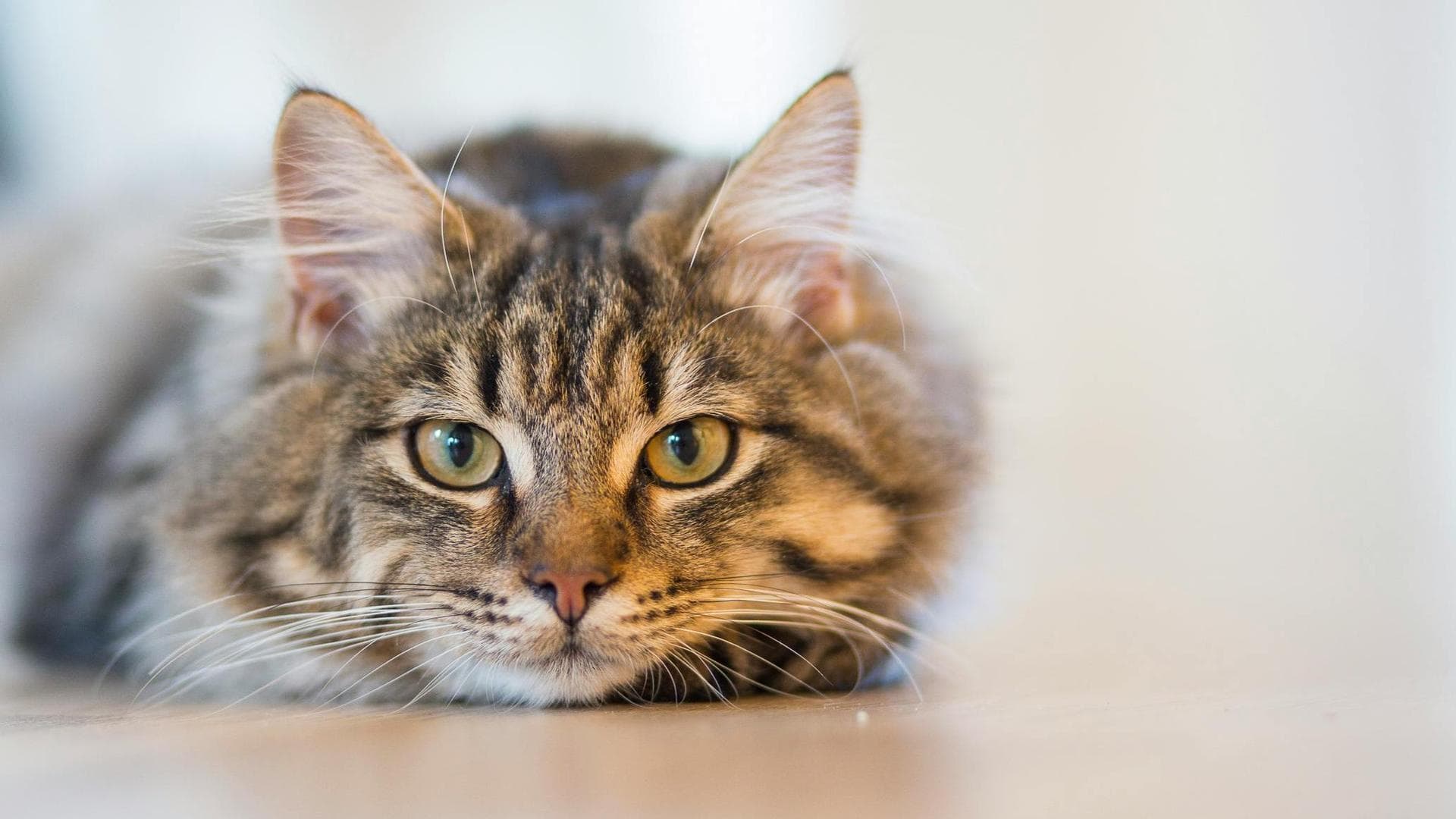 Specialist Vets in Bettendorf