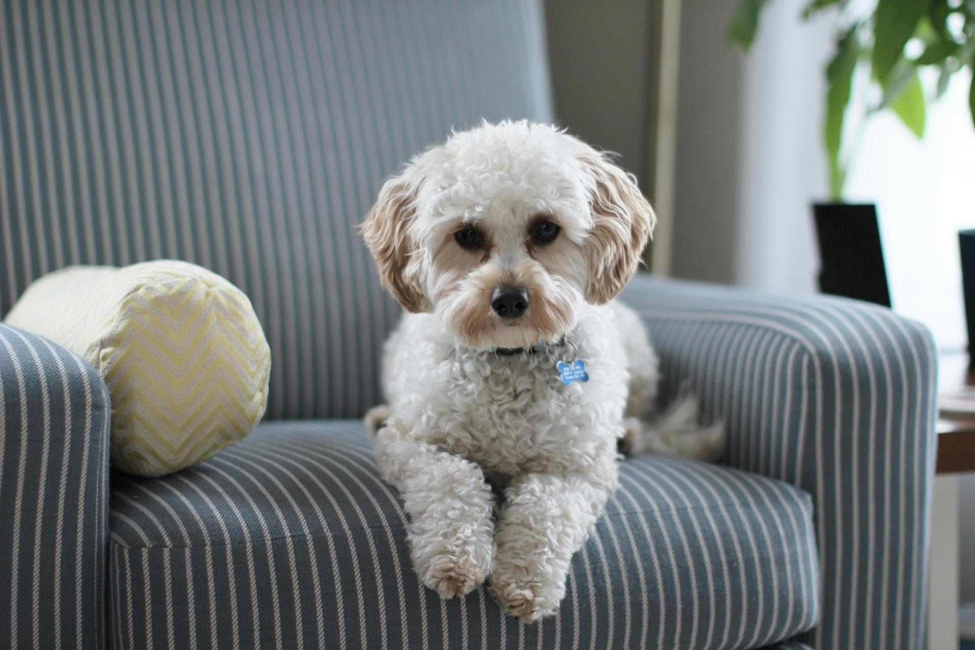 Dog & Cat Vets in Bettendorf
